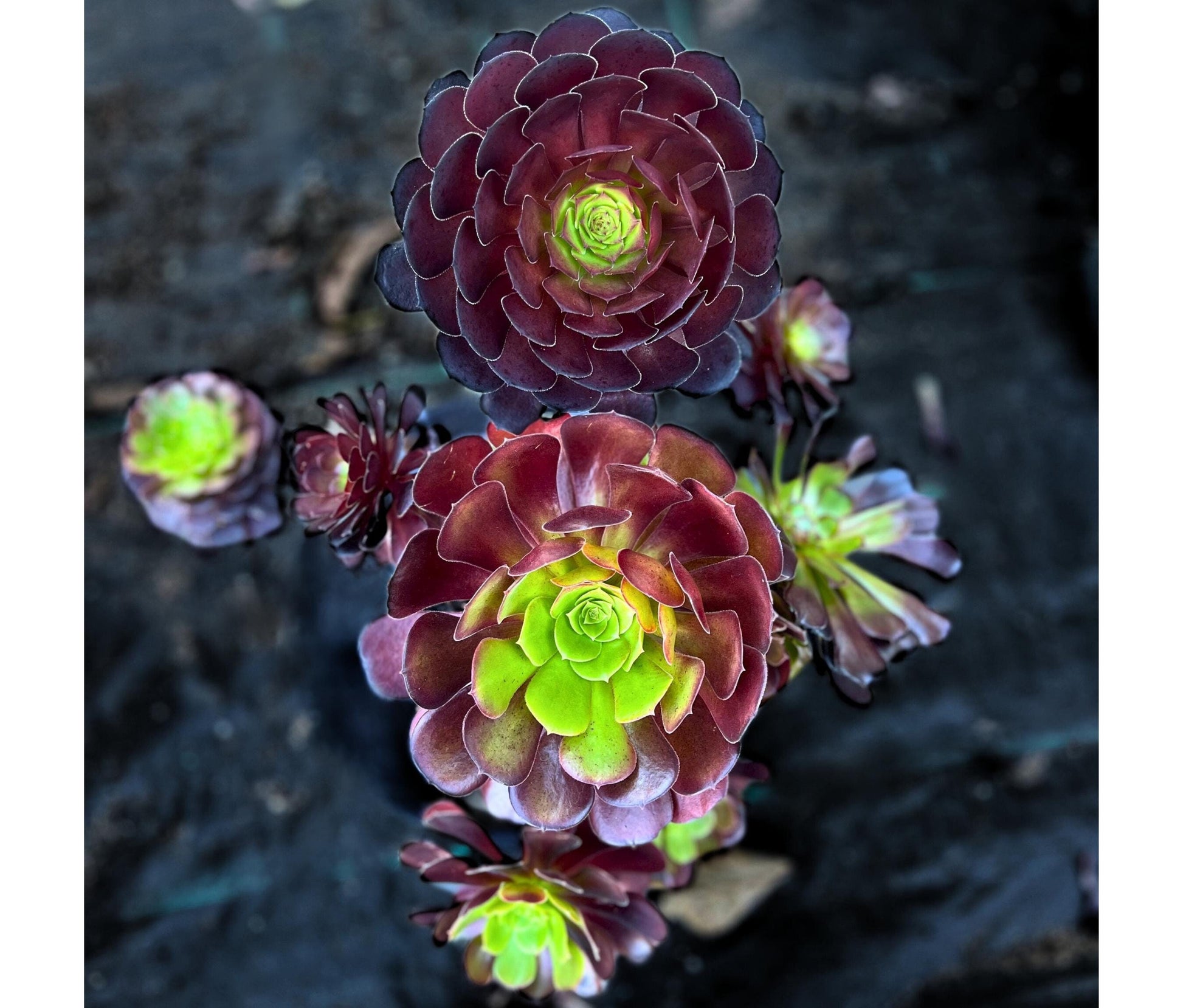 black beauty succulent Aeonium Black Beauty – Little Garden SF