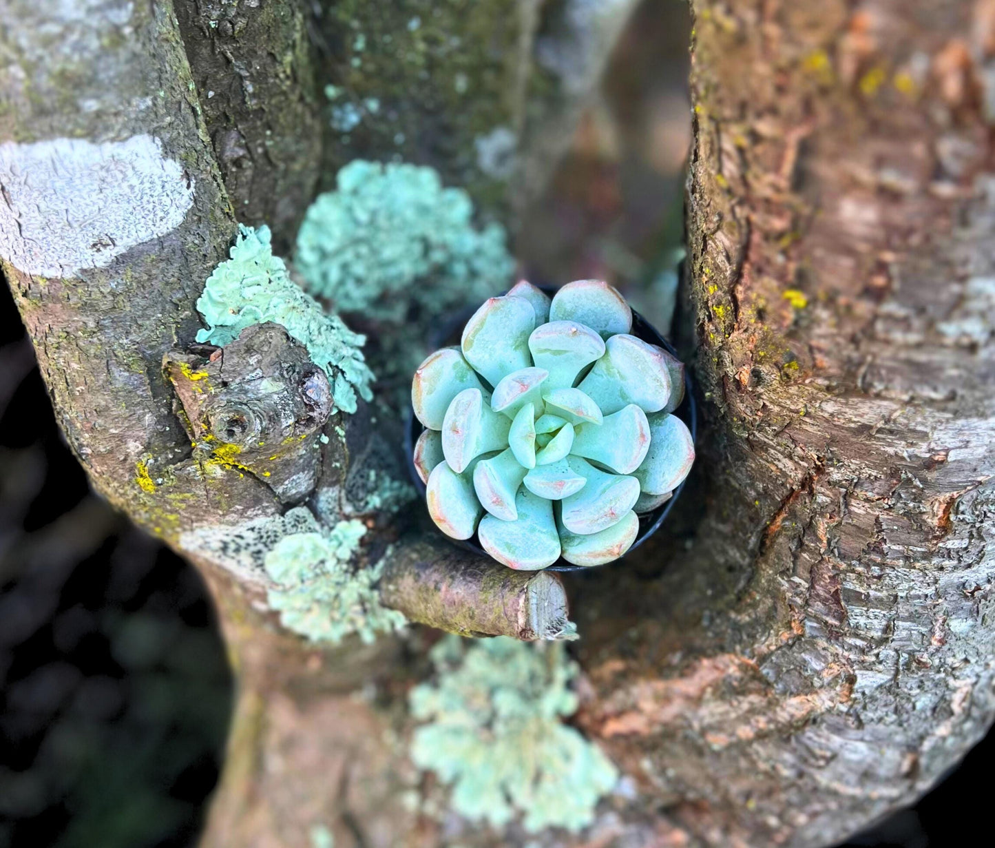 Beauty of Graptoveria (Echeveria) Moonglow 2.5" Pot