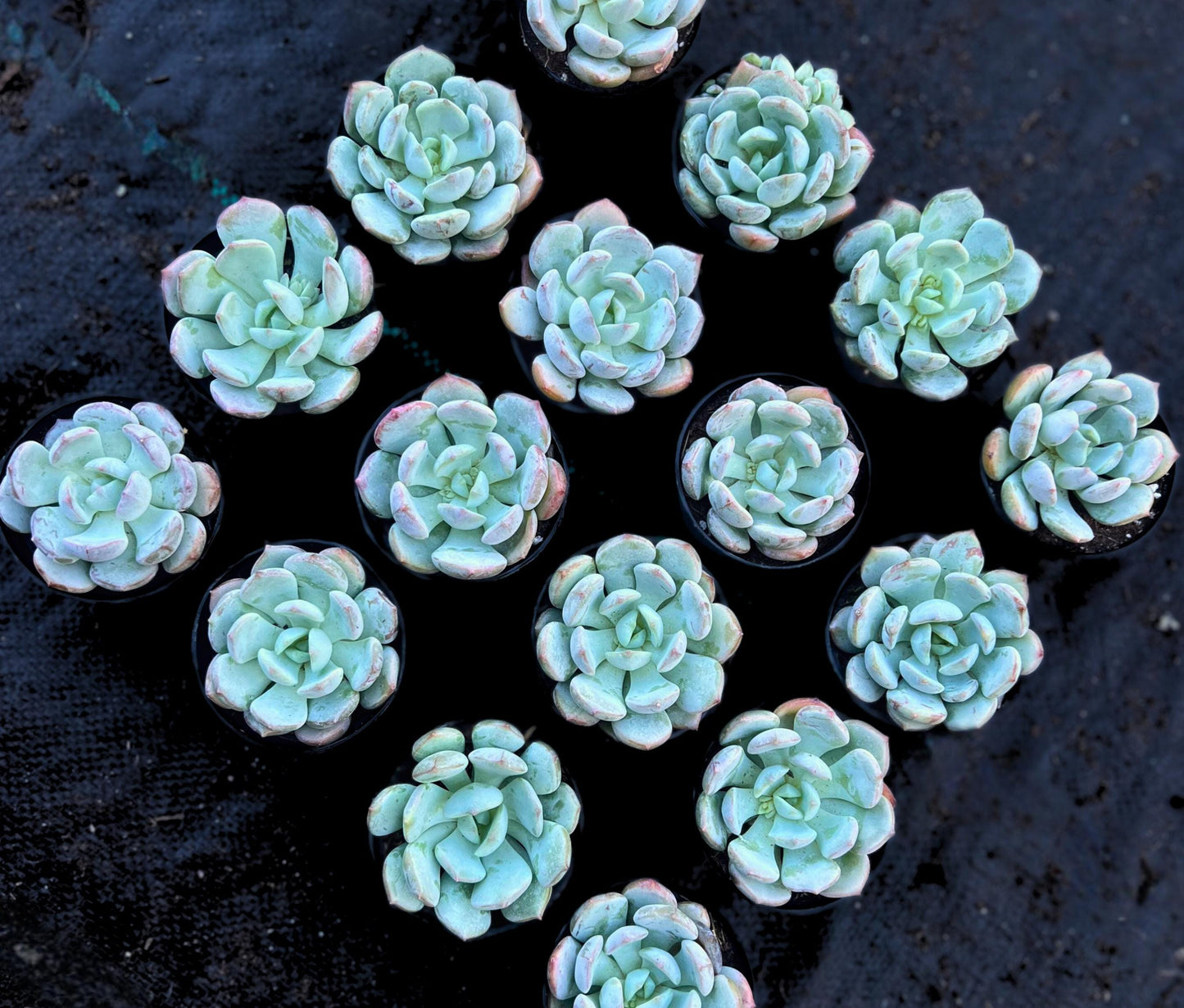 Beauty of Graptoveria (Echeveria) Moonglow 2.5" Pot