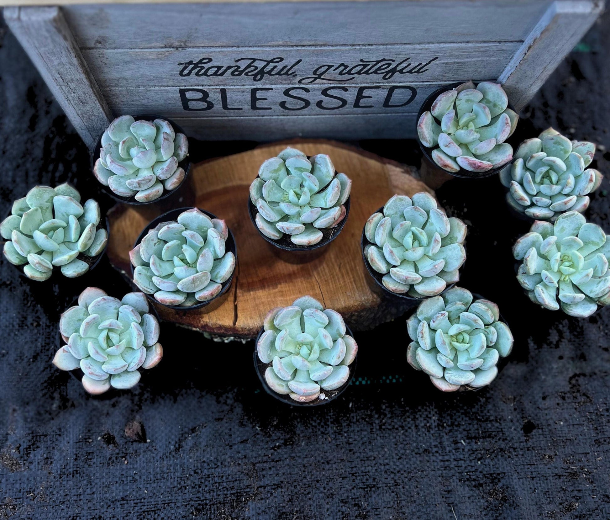 graptoveria moonglow succulent Beauty of Graptoveria (Echeveria) Moonglow 2.5" Pot – Little Garden SF