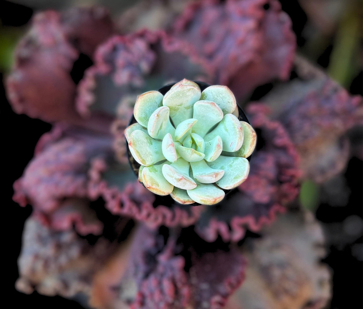Beauty of Graptoveria (Echeveria) Moonglow 2.5" Pot