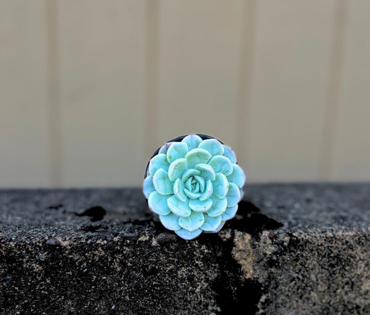 Frosty Echeveria Arctic Ice Succulent 2.5" Pot