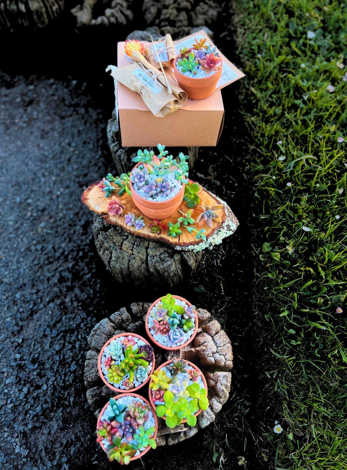 DIY Succulent Arrangement Kit