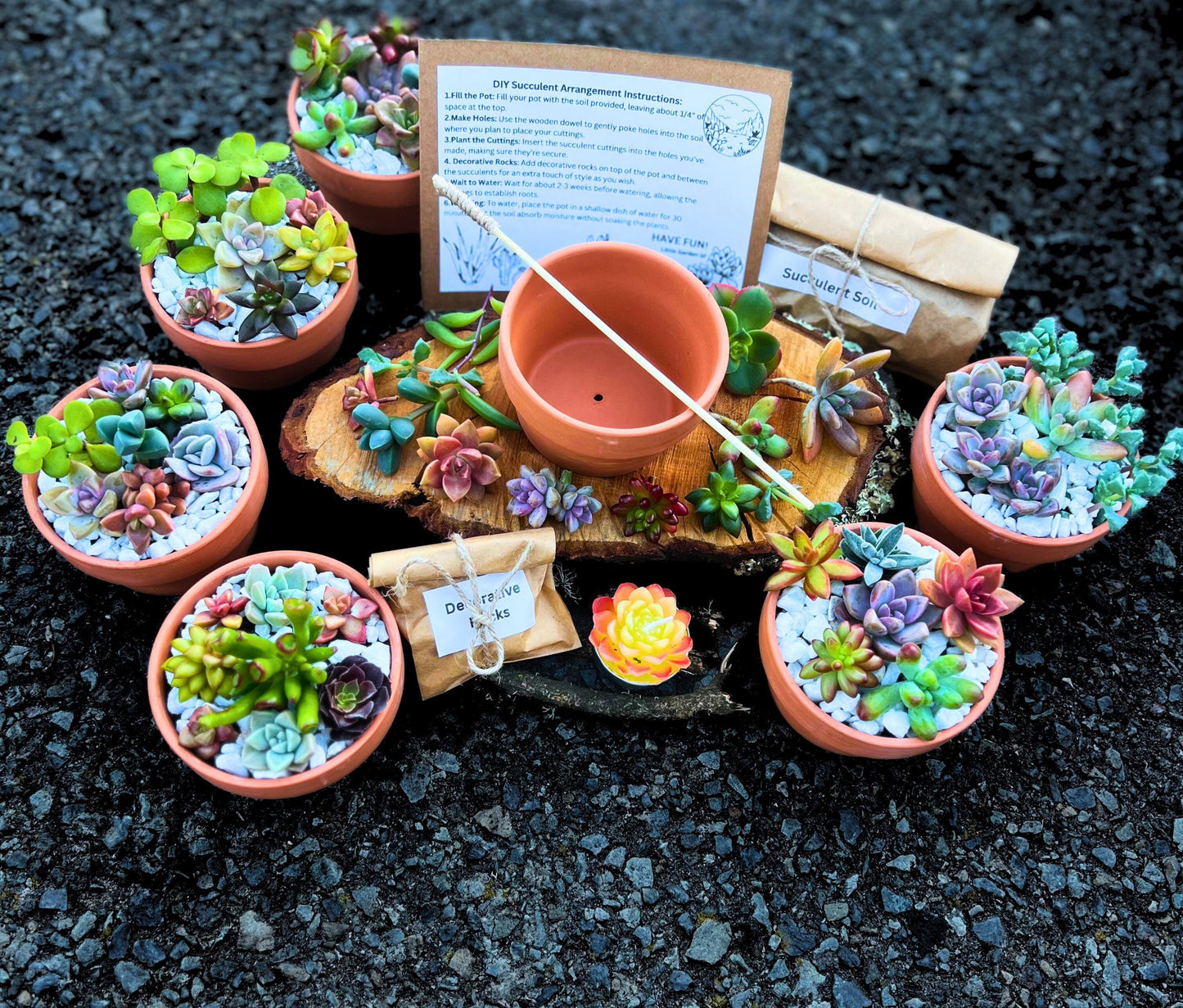 DIY Succulent Arrangement Kit