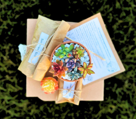 DIY Succulent Arrangement Kit