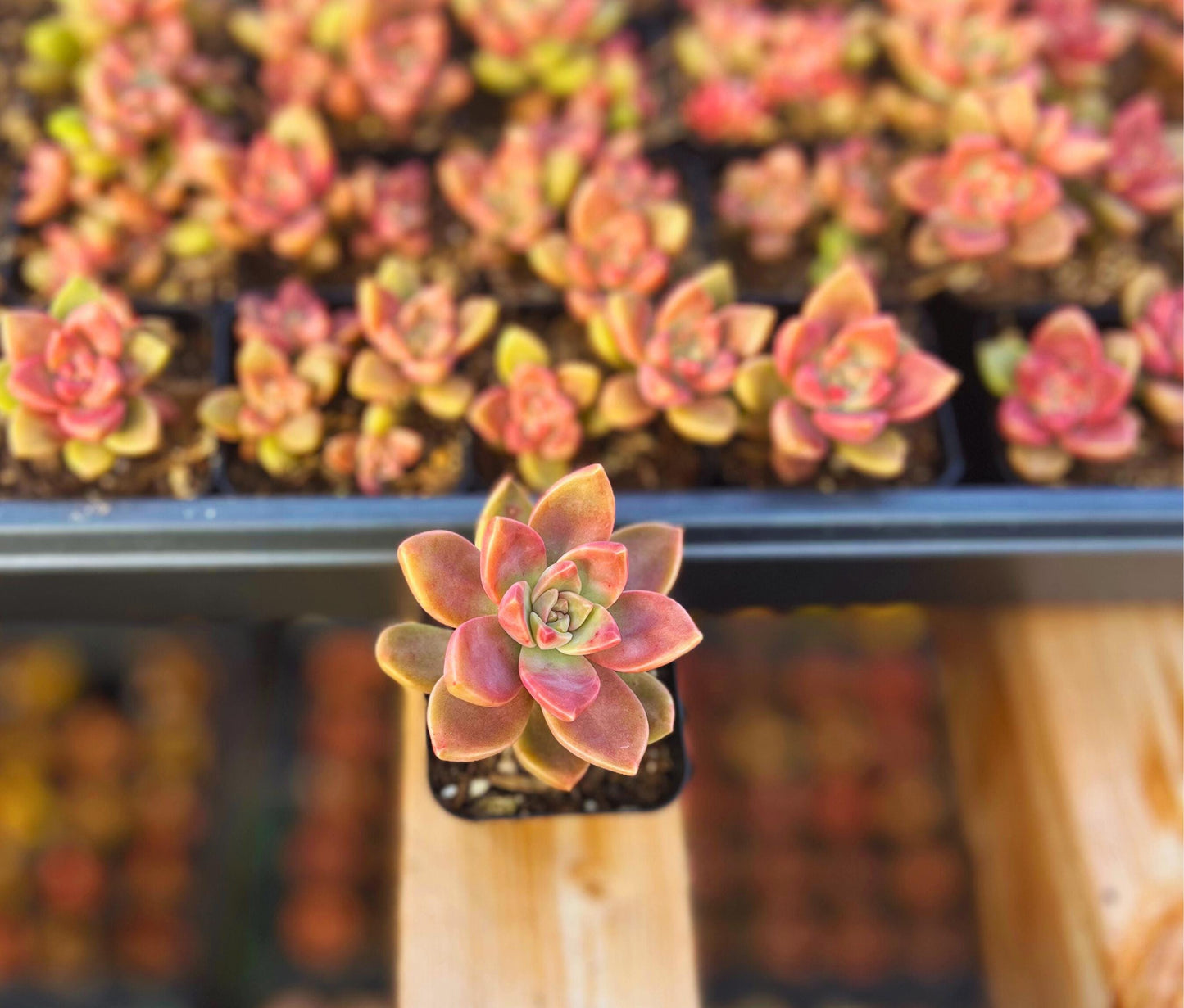 Graptosedum California Sunset Succulent
