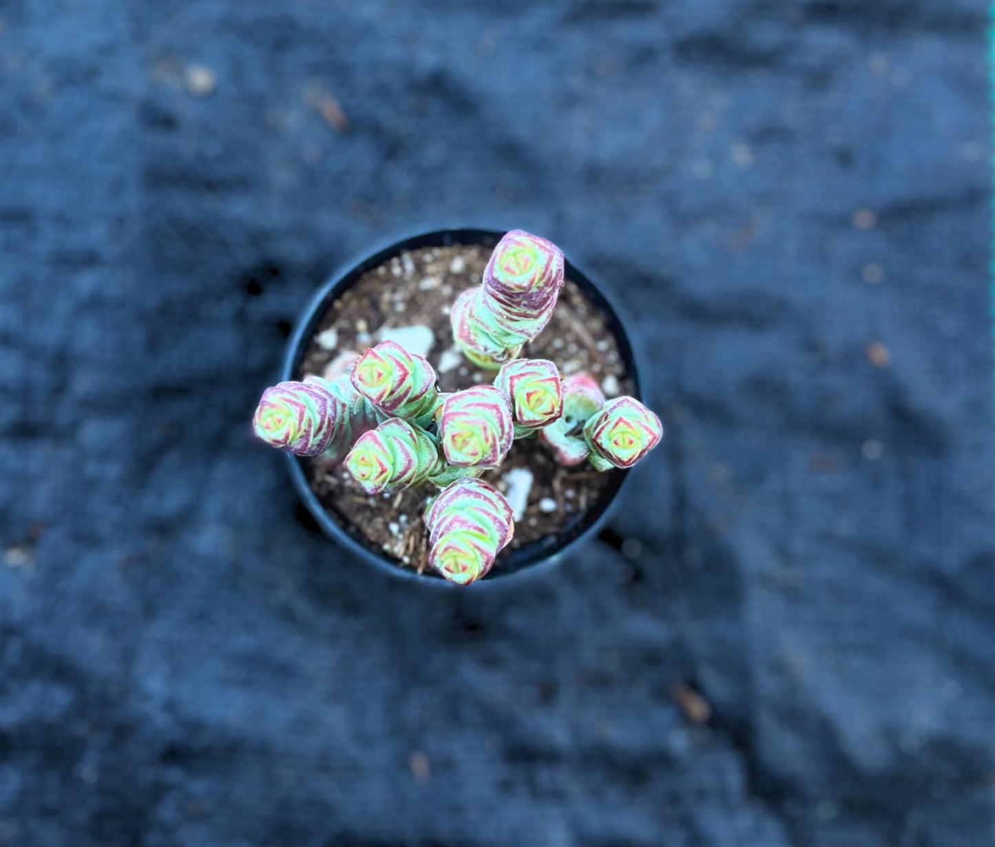 Crassula 'Baby's Necklace' Trailing Live Succulent 2.5" Pot