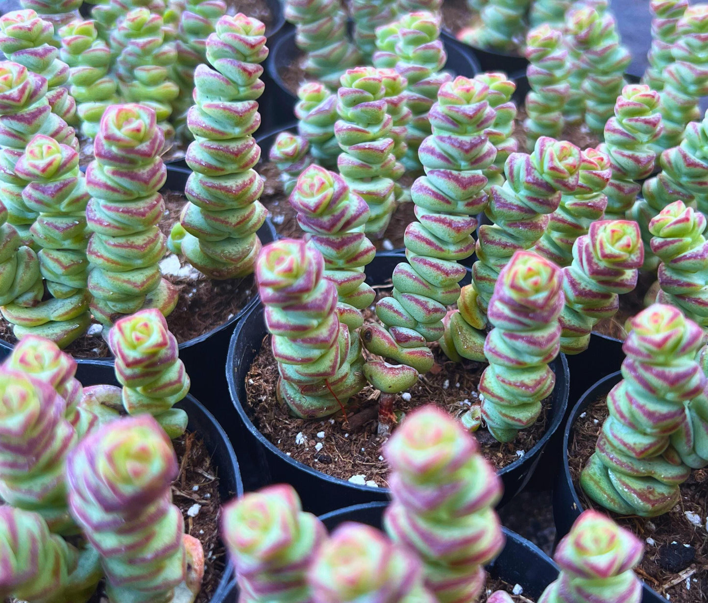 Crassula 'Baby's Necklace' Trailing Live Succulent 2.5" Pot