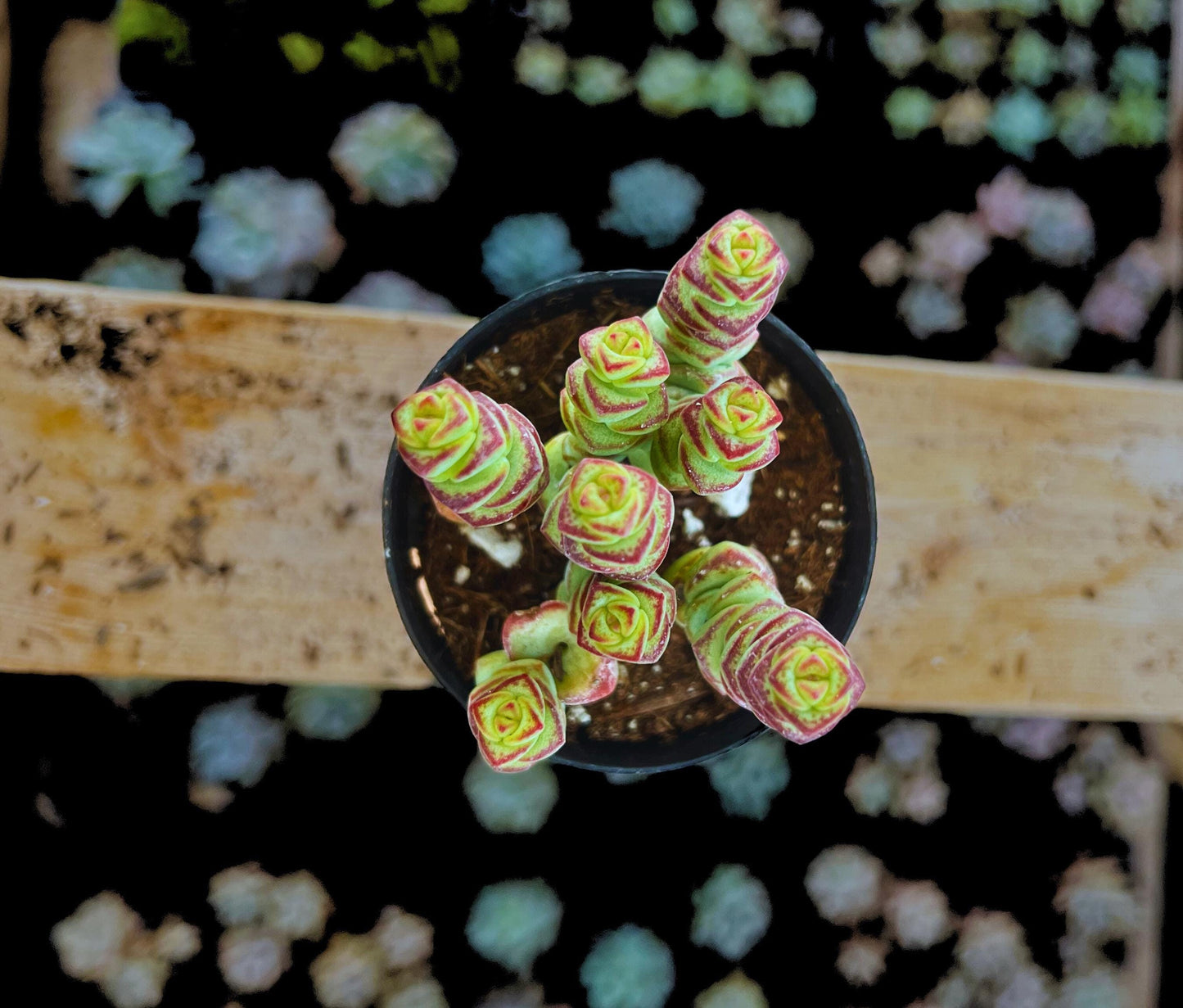Crassula 'Baby's Necklace' Trailing Live Succulent 2.5" Pot