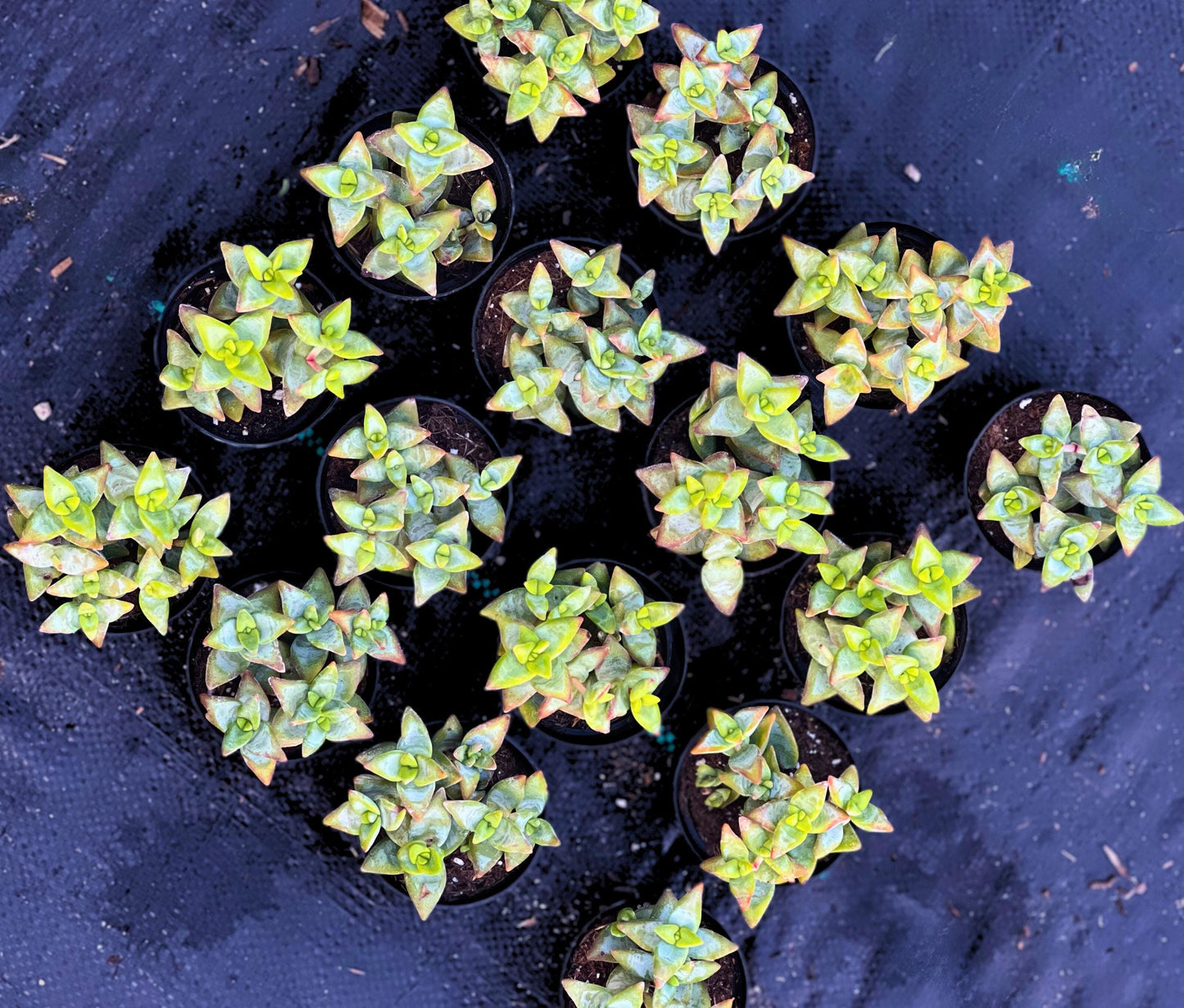 Crassula Conjuncta 'Ivory Towers' 2.5" Pot
