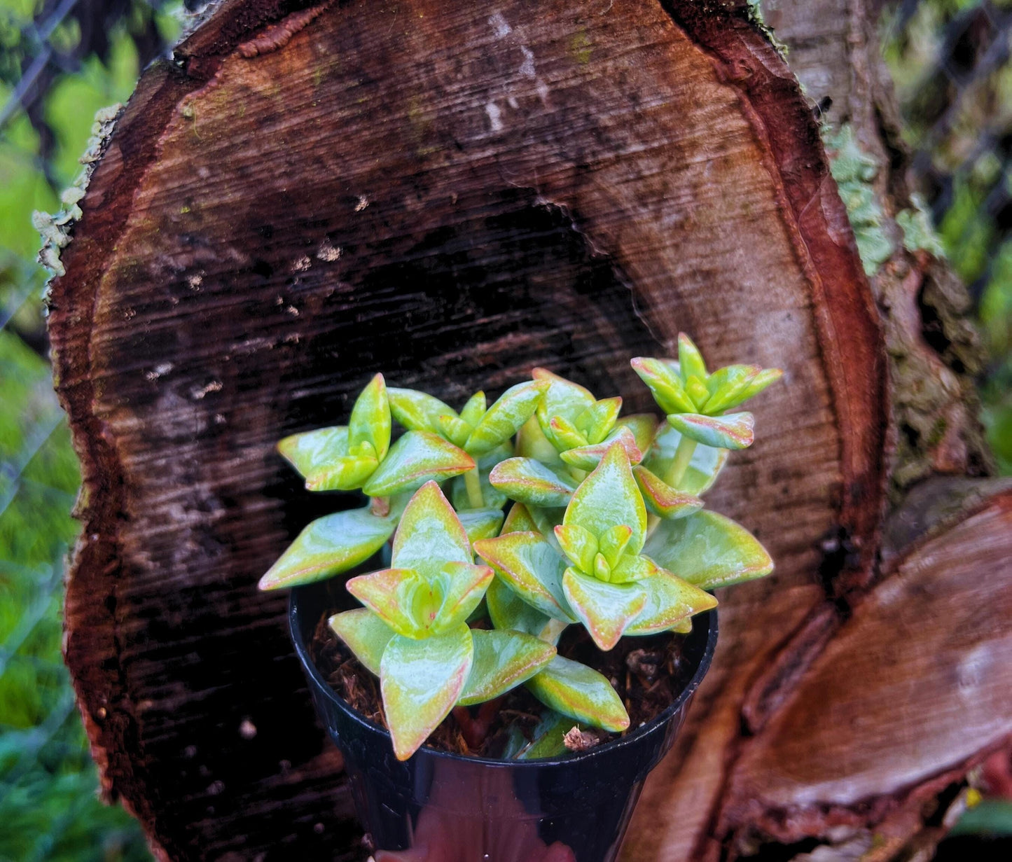 Crassula Conjuncta 'Ivory Towers' 2.5" Pot