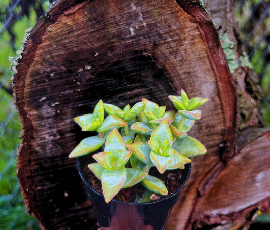 Crassula Conjuncta 'Ivory Towers' 2.5" Pot