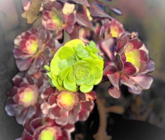 Aeonium 'Lily Pad' Rosette